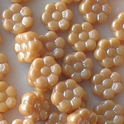 8mm Beige Luster Daisy Beads [50]